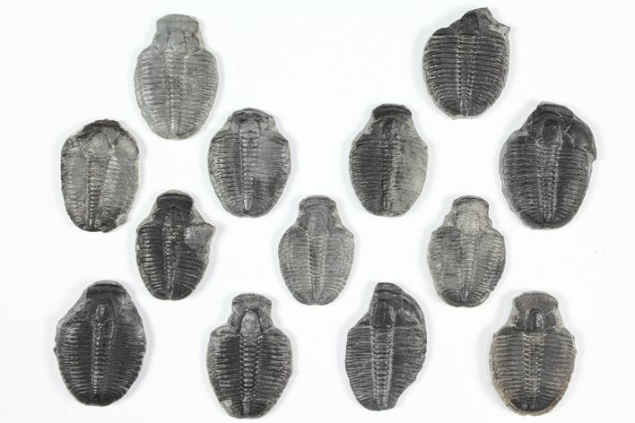 Lot: Elrathia Trilobite Molt Fossils - Pieces #92118